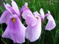 Tavi növények - Iris laevigata `Rose Queen`